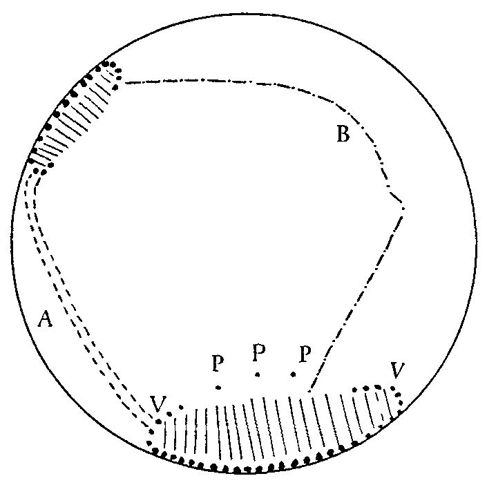 Fig. 3. Cubitermes sp. Nest reconstruction by a group of 100 individuals in a Petri dish 10 cm in diameter, with its bottom covered by a thin layer of humus, 5 hours after installation. Construction began at two distinct sites. At the lower (southern) site, the workers first arranged pellets along the vertical wall and attached to them a sheet inclined only slightly upwards (parallel lines). On both sides, a partition rising from the substrate (V) grew towards the sheet forming the roof; three pillars (P) were begun and then abandoned. The shelter (area covered with parallel lines) was subsequently closed. A connection was established fairly early between the southern and north-western shelters by an underground gallery A and a surface trail B (see also the text on p.&nbsp;45).