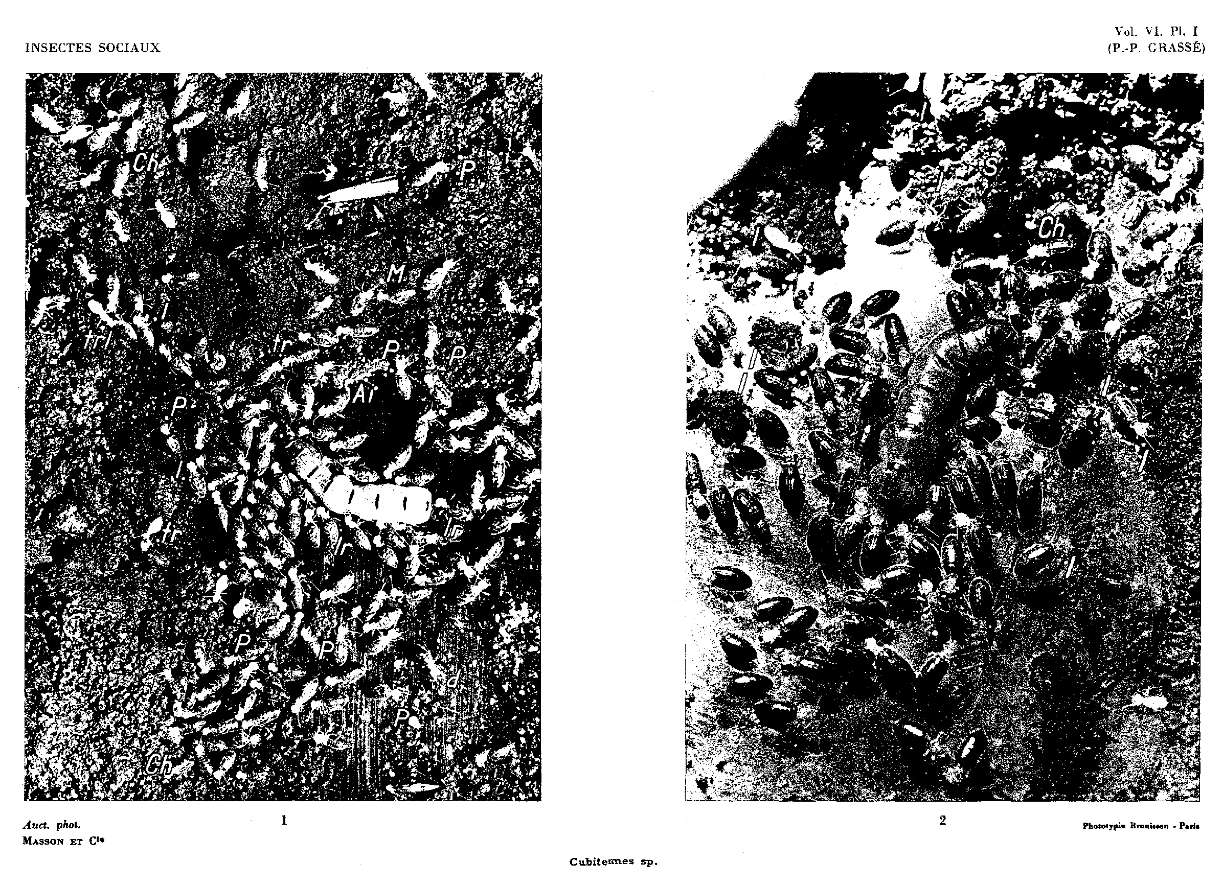Plate I. Nest reconstruction by Cubitermes sp.; photographs 1 and 2, with the queen and labelled building activity.