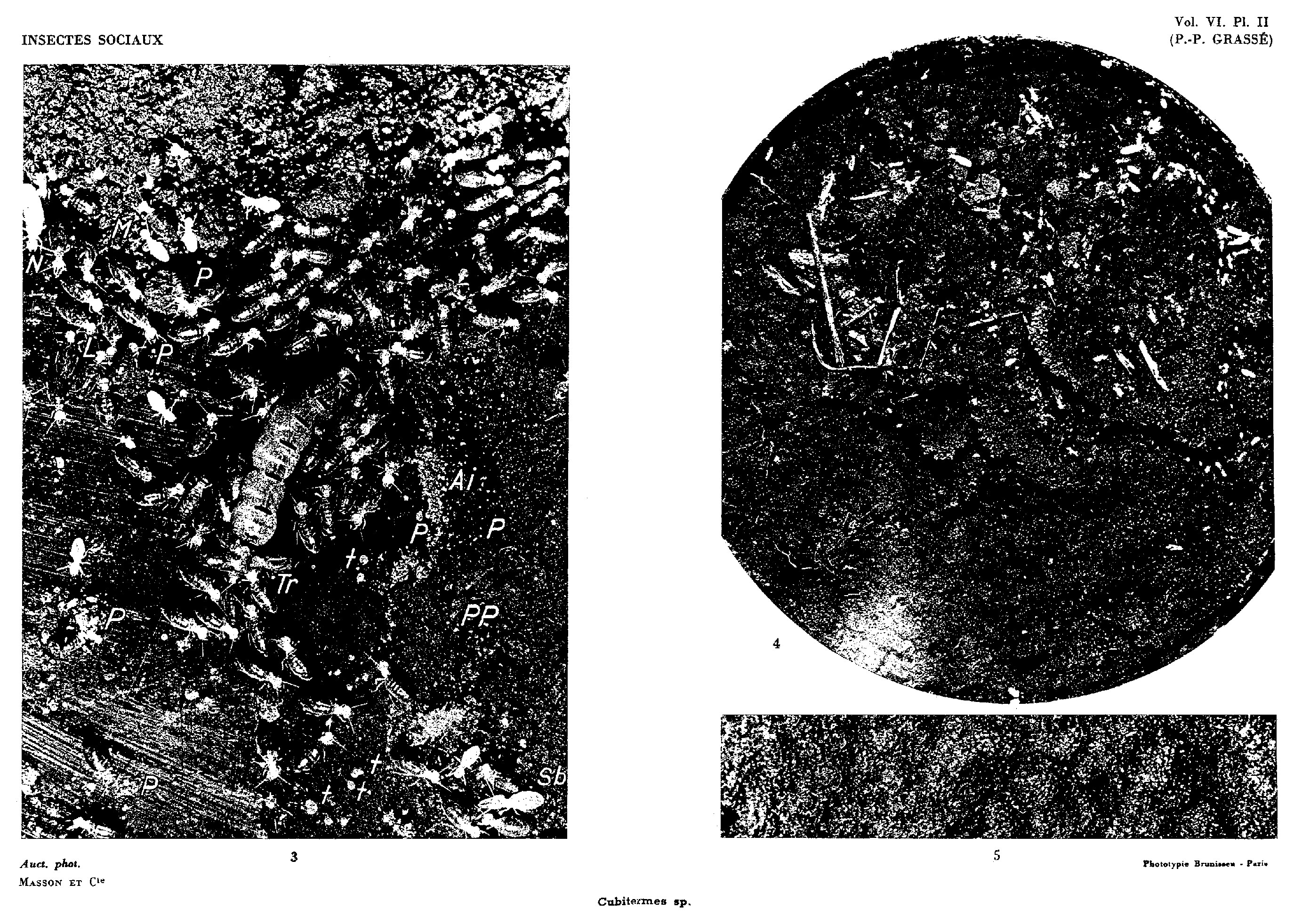 Plate II. Cubitermes sp.; photographs 3–5 show building around the queen, the nearly reconstructed nest and a magnified surface detail.