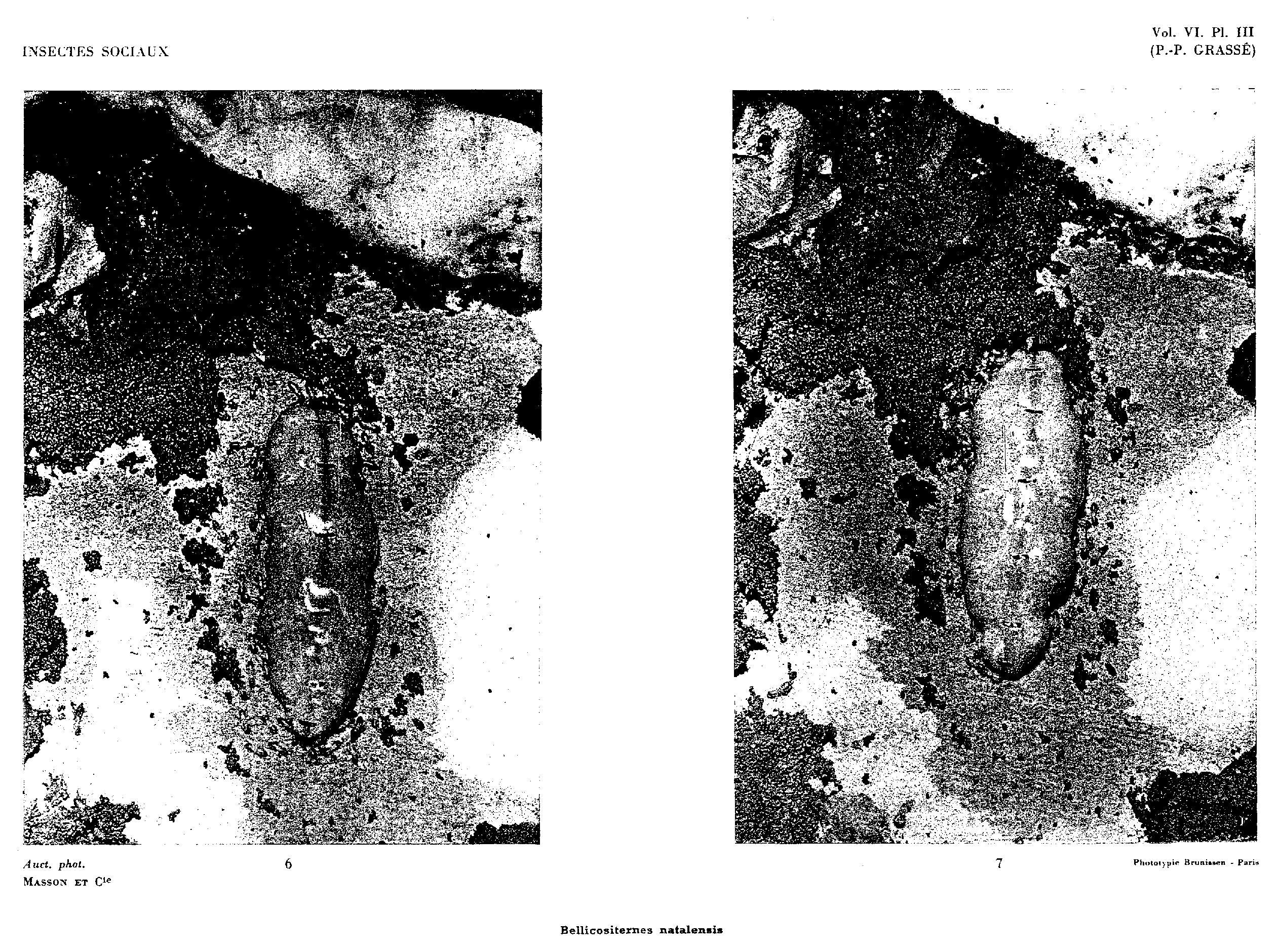Plate III. Bellicositermes natalensis; photographs 6 and 7 show the early reconstruction of the royal cell.