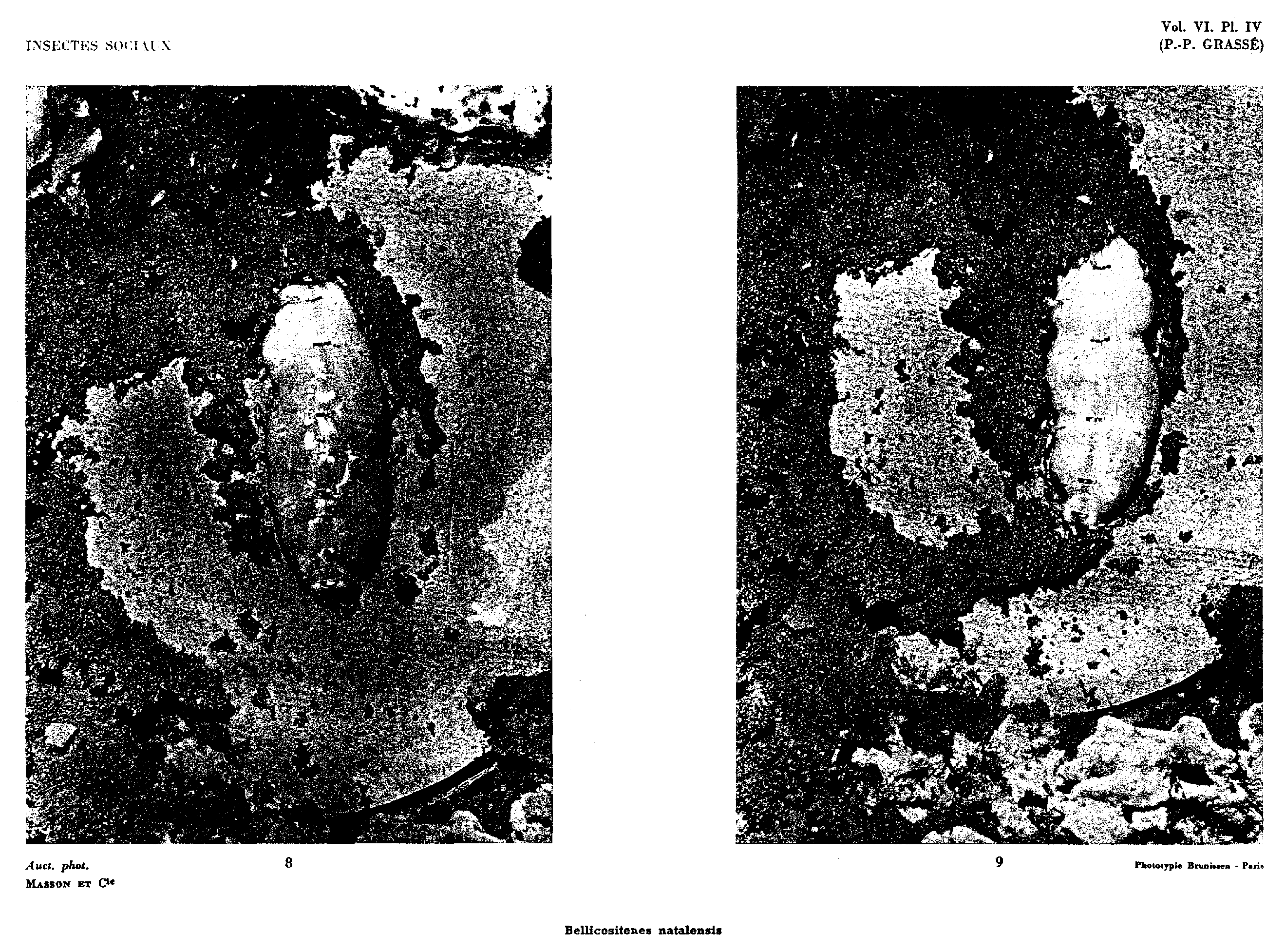 Plate IV. Bellicositermes natalensis; photographs 8 and 9 show advancing arches, connecting corridors and workers in the gauging posture.