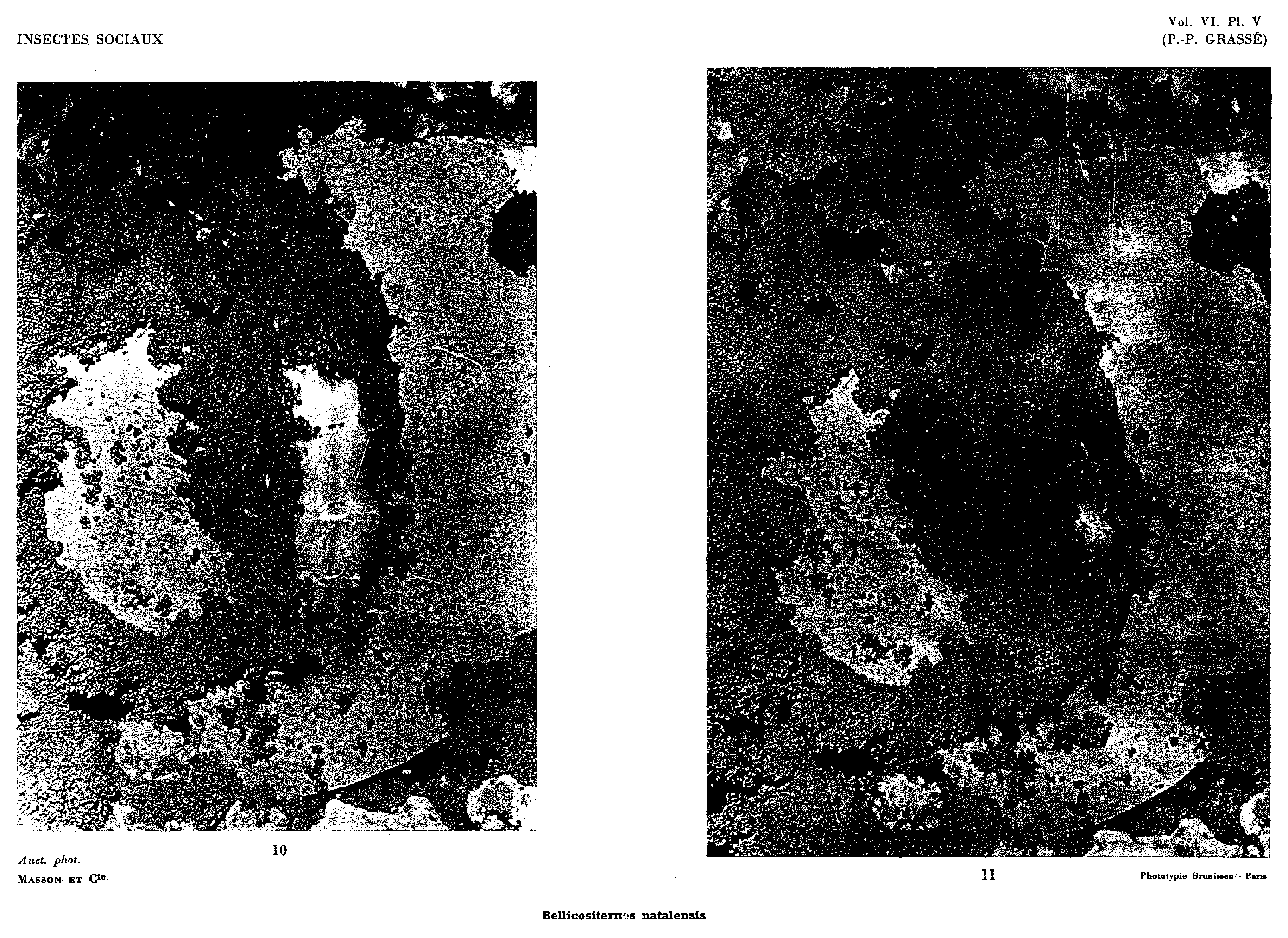 Plate V. Bellicositermes natalensis; photographs 10 and 11 show the royal cell nearing completion and upper-storey building.