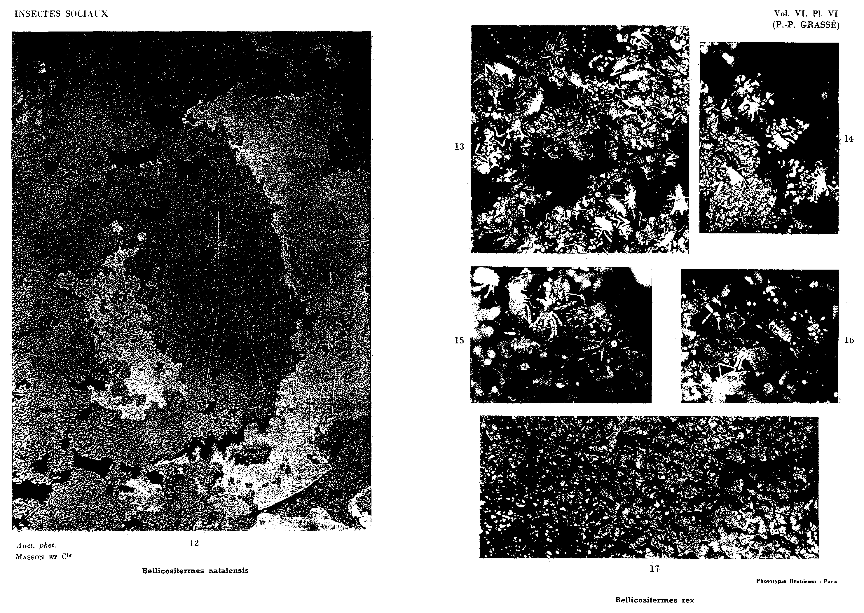 Plate VI. Photograph 12: completed covering of the queen in Bellicositermes natalensis. Photographs 13–17: breach repair and building material in Bellicositermes rex.