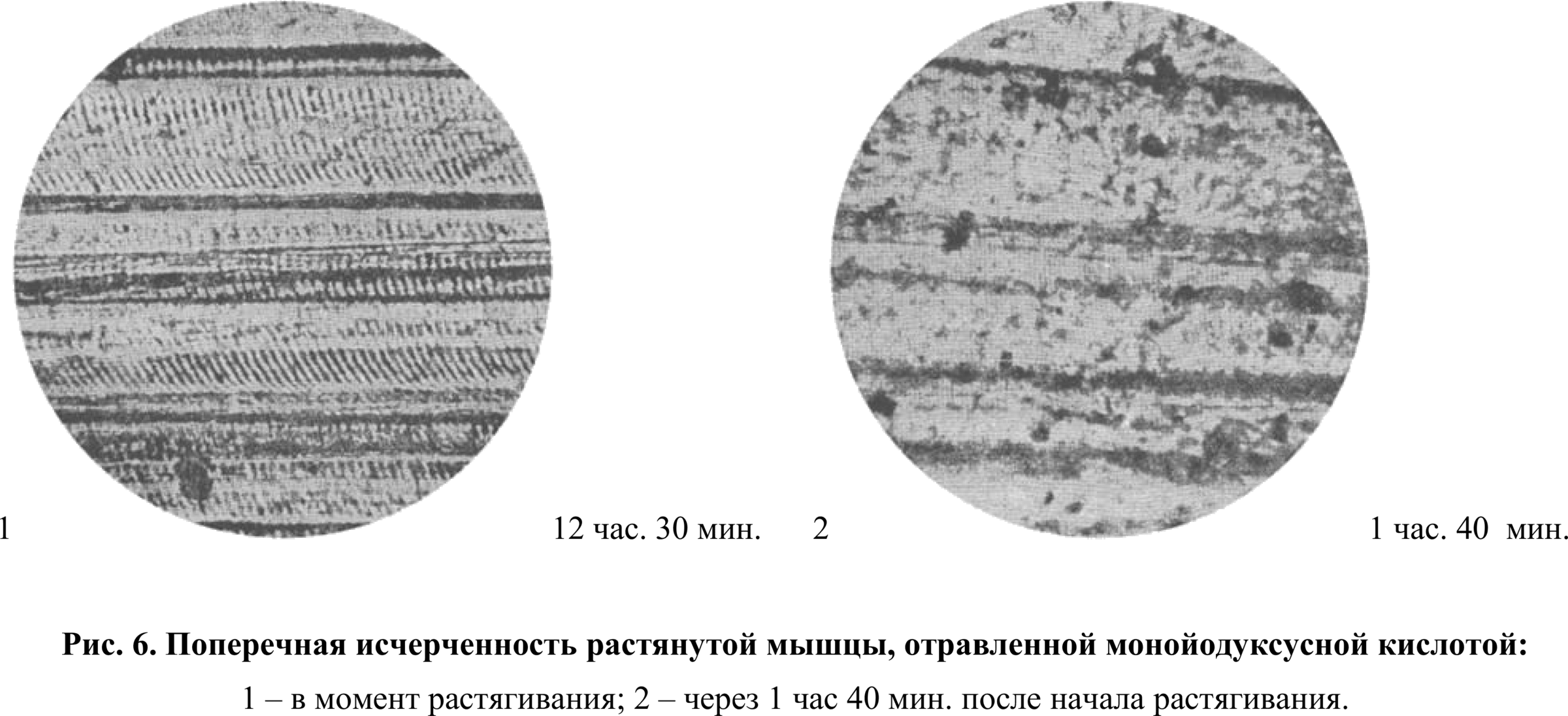 Fig. 6. Transverse striation of a stretched muscle poisoned with monoiodoacetic acid: 1 — at the moment of stretching; 2 — after 1 h. 40 min. following the beginning of stretching.
