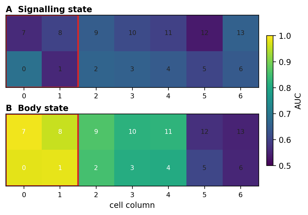 Per-cell decoding accuracy for signalling state and body state across the seven body columns.